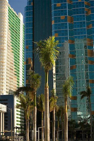 simsearch:625-01040059,k - Low angle view of palm trees in front of buildings, Miami, Florida, USA Fotografie stock - Premium Royalty-Free, Codice: 625-01040024