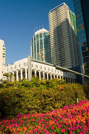 simsearch:625-00903696,k - Close-up of plants in front of skyscrapers, Miami, Florida, USA Foto de stock - Sin royalties Premium, Código: 625-01040048