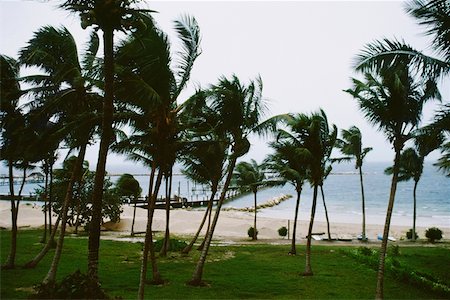 Front view of palm trees swaying in the storm, Abaco, Bahamas Stock Photo - Premium Royalty-Free, Code: 625-01040317