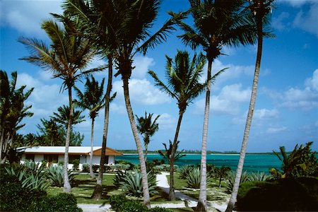 simsearch:625-01749997,k - Front view of palm trees beside the ocean, Eleuthera, Bahamas Foto de stock - Royalty Free Premium, Número: 625-01040321
