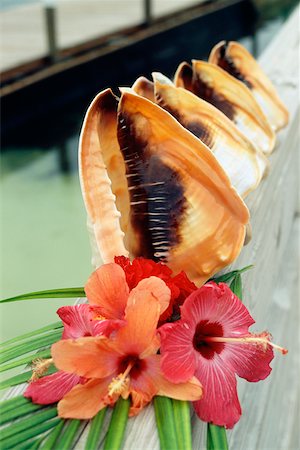 Front view of beautifully arranged conch shells and flowers Stock Photo - Premium Royalty-Free, Code: 625-01040352