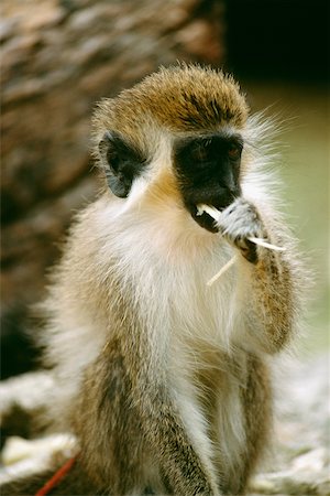 Side view of a monkey eating a shoot, Barbados Foto de stock - Sin royalties Premium, Código: 625-01040379