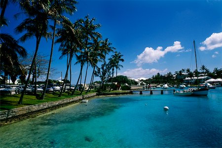 Vue d'angle faible de palmiers à un quai, Bermudes Photographie de stock - Premium Libres de Droits, Code: 625-01040455