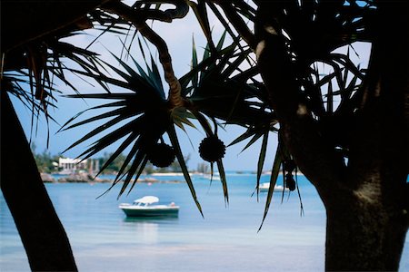 Silhouette d'une Mangrove, Mangrove bay, Bermudes Photographie de stock - Premium Libres de Droits, Code: 625-01040460