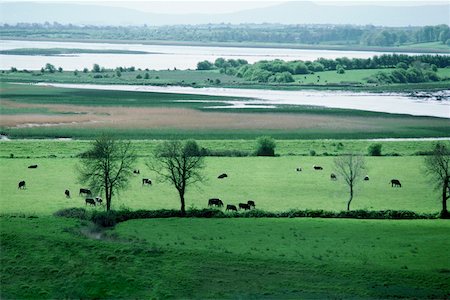 river scenes in ireland - Vue grand angle de pâturage dans un champ, la rivière Shannon, Irlande Photographie de stock - Premium Libres de Droits, Code: 625-01040796