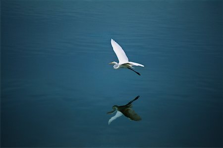 flight feather - A white egret is seen flying over the island of Jamaica Stock Photo - Premium Royalty-Free, Code: 625-01040812