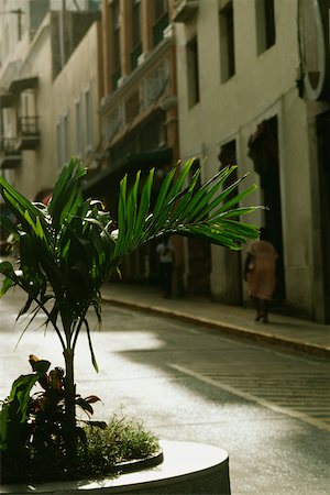 simsearch:700-01993355,k - A sapling plantation on a road, San Juan, Puerto Rico Fotografie stock - Premium Royalty-Free, Codice: 625-01040969