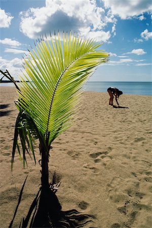 simsearch:625-01041156,k - Sapling of palm tree grown on a sandy beach, Puerto Rico Foto de stock - Sin royalties Premium, Código: 625-01040985