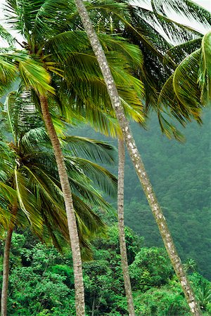 simsearch:625-01041031,k - Vue de palmiers sur une journée venteuse avec une forêt dense dans le fond, Trinidad Photographie de stock - Premium Libres de Droits, Code: 625-01040994