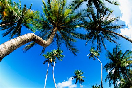 palm tree trunk - Low angle view of tall palm trees Trinidad Stock Photo - Premium Royalty-Free, Code: 625-01040993