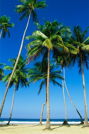 Hauts palmiers sont vus sur la plage de Maracas, Trinidad, Caraïbes Photographie de stock - Premium Libres de Droits, Code: 625-01041010