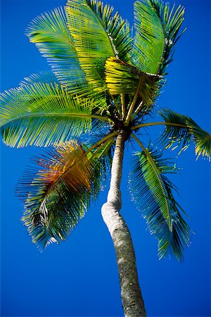 fotosintesi - Low angle view of a palm tree on Maracas Beach, Trinidad, Caribbean Fotografie stock - Premium Royalty-Free, Codice: 625-01041013