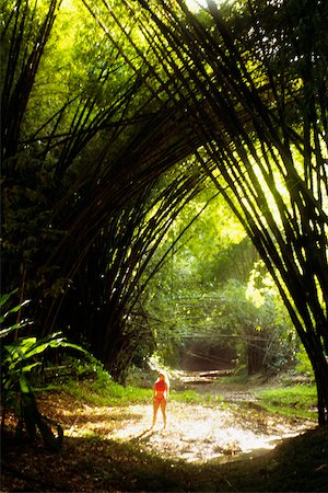 View of a dense bamboo groove, Tobago, Caribbean Foto de stock - Sin royalties Premium, Código: 625-01041031