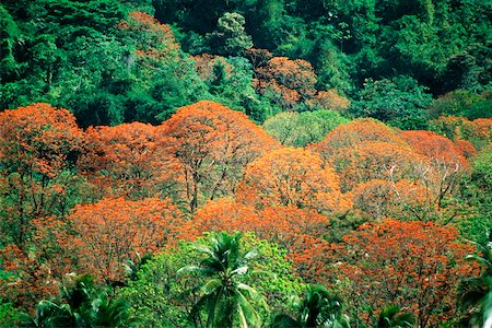 Spectacular view of immortelle trees in the lush rainforests of Tobago, Caribbean Stock Photo - Premium Royalty-Free, Code: 625-01041048