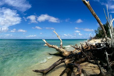 Tree trunks at a seashore, Buck Island, St. Croix, U.S. Virgin Islands Foto de stock - Sin royalties Premium, Código: 625-01041074