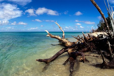 Tree trunks at a coastline, Buck Islands, St. Croix, U.S. Virgin Islands Stock Photo - Premium Royalty-Free, Code: 625-01041099