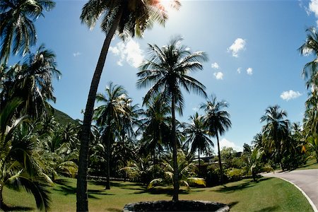simsearch:625-01041172,k - Malerischer Blick auf den Palmen auf einer Wiese, US Virgin Islands Stockbilder - Premium RF Lizenzfrei, Bildnummer: 625-01041122