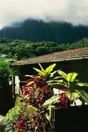 Low angle view of a rainforest with lush vegetation, St. Lucia Stock Photo - Premium Royalty-Free, Code: 625-01041142