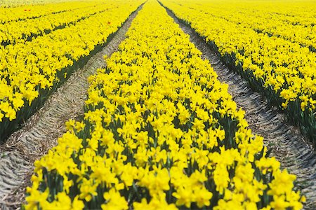 simsearch:625-01745887,k - Flowers in a field, Amsterdam, Netherlands Fotografie stock - Premium Royalty-Free, Codice: 625-01094089