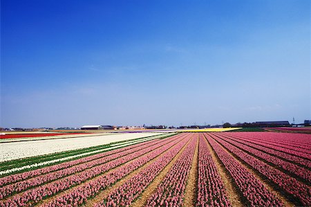 Panoramic view of flowers in a field, Amsterdam, Netherlands Stock Photo - Premium Royalty-Free, Code: 625-01094105