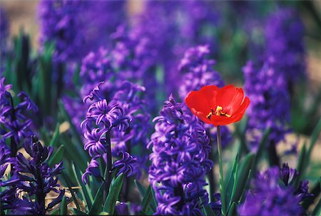 Close-up of a red flower in a field, Amsterdam, Netherlands Stock Photo - Premium Royalty-Free, Code: 625-01094103