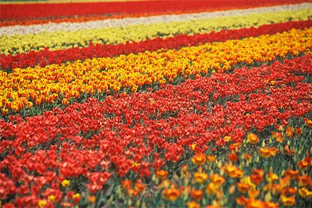 Flowers in a field, Amsterdam, Netherlands Stock Photo - Premium Royalty-Free, Code: 625-01094112