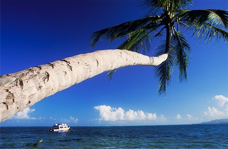 simsearch:625-01094251,k - Palm tree leaning over the sea, Caribbean Fotografie stock - Premium Royalty-Free, Codice: 625-01094239