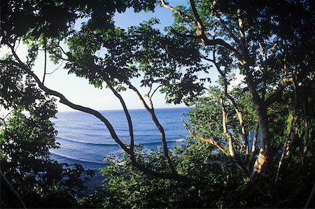 simsearch:625-01098275,k - Trees by the sea, Caribbean Foto de stock - Royalty Free Premium, Número: 625-01094255
