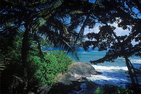 simsearch:625-01094251,k - Palm trees near the sea, Caribbean Fotografie stock - Premium Royalty-Free, Codice: 625-01094258