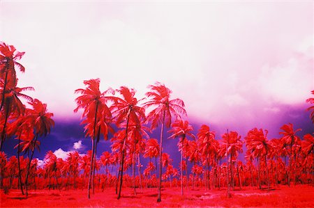 Low angle view of palm trees, Caribbean Foto de stock - Sin royalties Premium, Código: 625-01094286