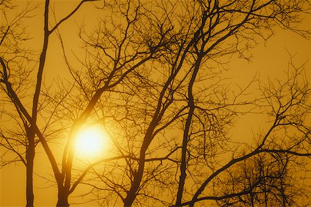 simsearch:625-01094319,k - Low angle view of the sun shining behind bare trees, China Stock Photo - Premium Royalty-Free, Code: 625-01094305