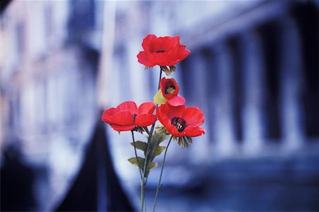 simsearch:625-02928205,k - Close-up of a red flowers in front of a building, Italy Stock Photo - Premium Royalty-Free, Code: 625-01094579