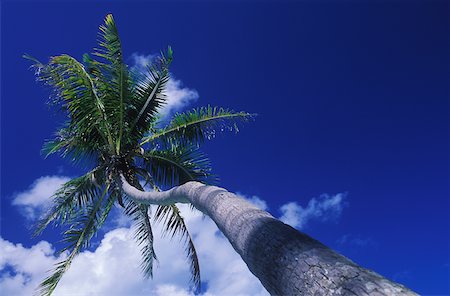 single coconut tree picture - Low angle view of a coconut palm tree Stock Photo - Premium Royalty-Free, Code: 625-01094738