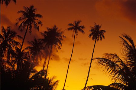 simsearch:625-01749940,k - Silhouette of coconut trees, Hawaii, USA Foto de stock - Sin royalties Premium, Código: 625-01094800