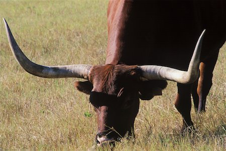 Close-up of a Texas longhorn cattle grazing in a field, Texas, USA Stock Photo - Premium Royalty-Free, Code: 625-01094830