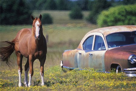 Horse near a car Stock Photo - Premium Royalty-Free, Code: 625-01094840