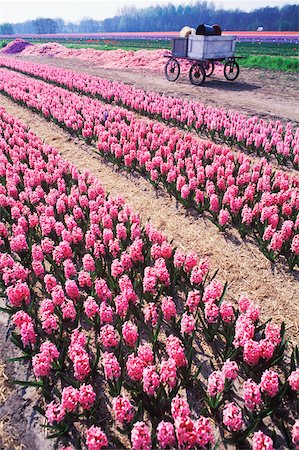 simsearch:625-01094112,k - Blumen in einem Feld, Amsterdam, Niederlande Stockbilder - Premium RF Lizenzfrei, Bildnummer: 625-01098196