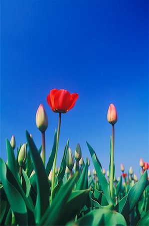 simsearch:625-01094112,k - Blumen und Blüten in einem Feld, Amsterdam, Niederlande Stockbilder - Premium RF Lizenzfrei, Bildnummer: 625-01098203