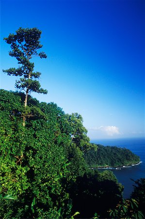 simsearch:625-01749997,k - Trees on a hill, Caribbean Foto de stock - Royalty Free Premium, Número: 625-01098277