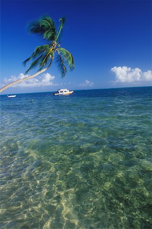 simsearch:625-01094251,k - Palm tree leaning over the sea, Caribbean Fotografie stock - Premium Royalty-Free, Codice: 625-01098279