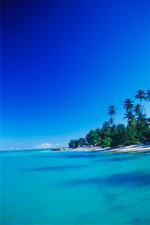 simsearch:625-01094251,k - Palm trees on the beach, Caribbean Fotografie stock - Premium Royalty-Free, Codice: 625-01098270