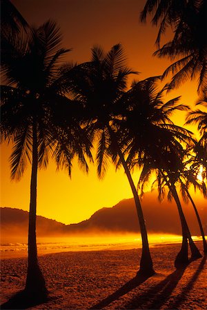 simsearch:625-00801445,k - Silhouette of palm trees on the beach, Caribbean Foto de stock - Royalty Free Premium, Número: 625-01098271