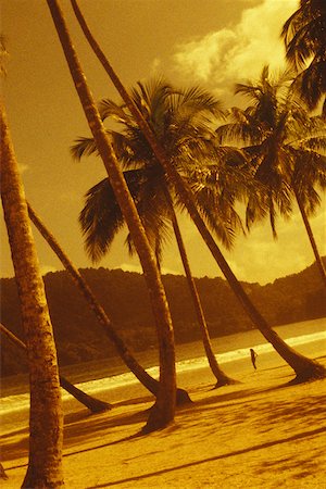 Palm trees on the beach, Caribbean Stock Photo - Premium Royalty-Free, Code: 625-01098286