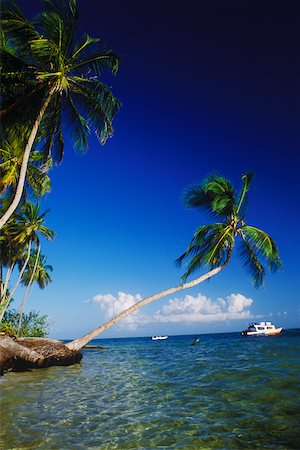 simsearch:625-01098275,k - Palm trees leaning over the sea, Caribbean Foto de stock - Royalty Free Premium, Número: 625-01098281