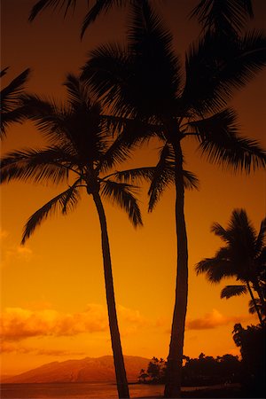 simsearch:625-01098370,k - Silhouette of palm trees on the beach, Hawaii, USA Foto de stock - Sin royalties Premium, Código: 625-01098360