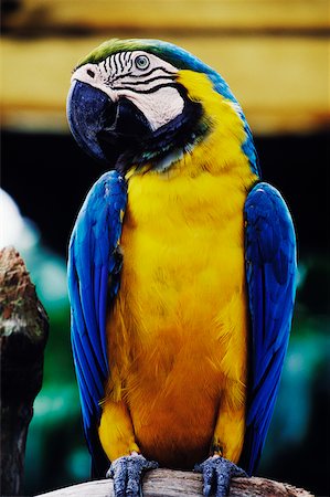 Close-up of a Macaw, Singapore Stock Photo - Premium Royalty-Free, Code: 625-01098444