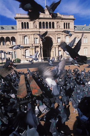 flock of birds in a building - Grand groupe de pigeons devant un immeuble Photographie de stock - Premium Libres de Droits, Code: 625-01098462