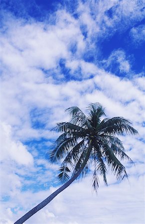 single coconut tree picture - Low angle view of a coconut tree Stock Photo - Premium Royalty-Free, Code: 625-01098514