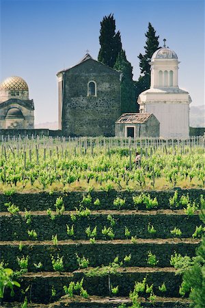 Vineyard in front of a church, Sicily, Italy Foto de stock - Sin royalties Premium, Código: 625-01098618