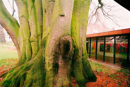 Tree in front of a museum, Louisiana Museum, North Zeeland, Denmark Stock Photo - Premium Royalty-Free, Code: 625-01250336